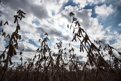 La soja de primera necesita nuevas lluvias en buena parte de las zonas productoras de la Argentina