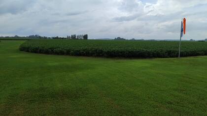 La soja de segunda de Malfatto, luego de las últimas lluvias