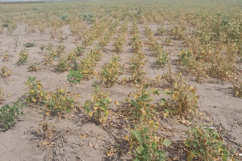 Sequía, heladas e inundaciones: un combo climático golpea al algodón en el norte argentino