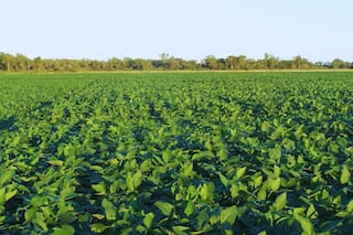 La soja del NOA tuvo casi un 2% más de proteína que el promedio del país