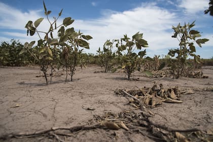  La sequía amenaza con complicar el cultivo de soja