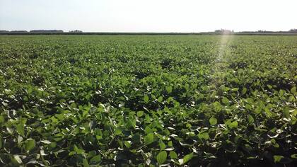 La soja es el cultivo de mayor siembra
