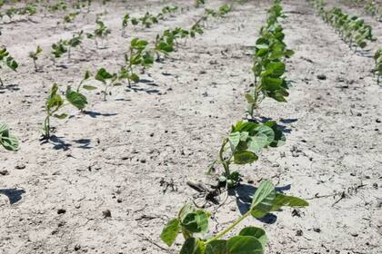 La soja implantada ya siente el efecto de la falta de lluvias