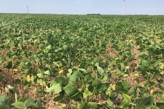 Soja y sequía: las enseñanzas que dejó la campaña 2022/23