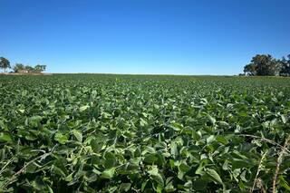 La soja sube al comprar China suministros estadounidenses; trigo y maíz, más firmes