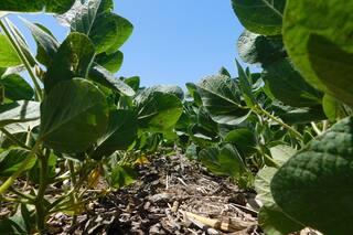 La bioestimulación gana protagonismo en diferentes estrategias de manejo