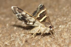 Esta es la única solución para las polillas