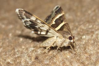 Esta es la única solución para las polillas