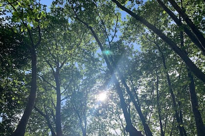 La sombra de los plátanos en un refugio en el verano