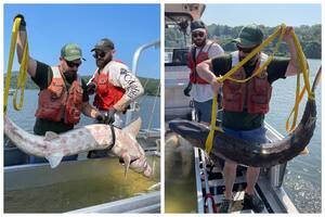 Pescaban en el río Hudson y capturaron un pez de casi 100 kilos en peligro de extinción