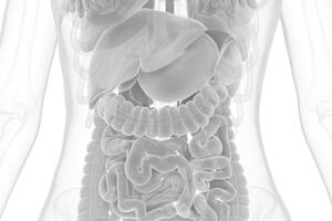 La sorprendente movilidad del útero y por qué es clave para el aparato reproductivo femenino