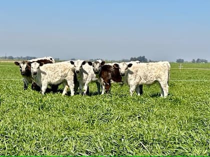 "La Speckle Park es una raza que se caracteriza por una excelente calidad de sus cortes, dentro de eso se destaca una eficiencia de conversión de alimentos muy buena; un sobresaliente marbling en el producto, con grasa de cobertura ideal. En Australia le compite de igual a igual a las razas ya consolidadas, inclusive en varias pruebas, superándolas”, dijo Carlos Ojea Rullán