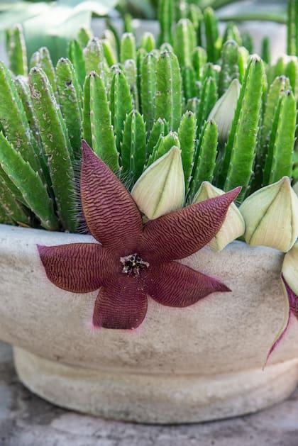 La Stapelia pertenece a la familia de las Apocynaceae. Se desarrollan más en el otoño, cuando los días se acortan, con flores vistosas pero de feo olor, aunque solo lo sentimos si nos acercamos.