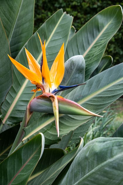 La Strelitzia reginae, una especie tropical y gran proveedora de flores y hojas para los arreglos florales