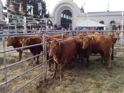 La subasta de Limousin