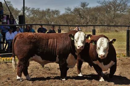 La subasta fue ágil
