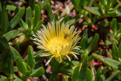 La suculenta antidepresiva