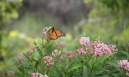 La “súper generación” de monarcas comienza su vida como oruga, luego se convierte en crisálida y, tras una o dos semanas, emerge lista para volar