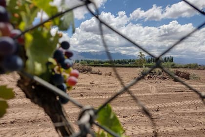 La superficie de vid de Mendoza registrada al 31 de diciembre de 2021 alcanzaba las 148.996 hectáreas distribuidas en 15.171 viñedos. Hay 2237 hectáreas menos respecto al año anterior y 5219 hectáreas menos que en 2010. Los viñedos disminuyeron en 148 respecto al año anterior y en 1190 respecto a 2010. Foto Pablo Mannino