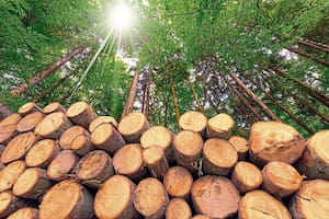 La superficie forestada en la Argentina alcanza 1,3 millones de hectáreas