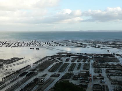 La superproducción de ostras del pacífico en Marennes-Oléron, Francia.