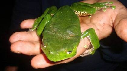 La sustancia obtenida de la rana es parte de un ritual milenario
