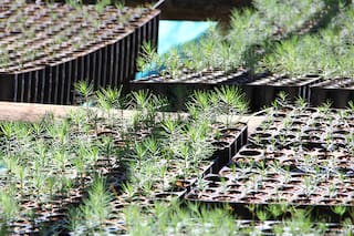 Nuevos aires para una industria forestal sustentable y certificada