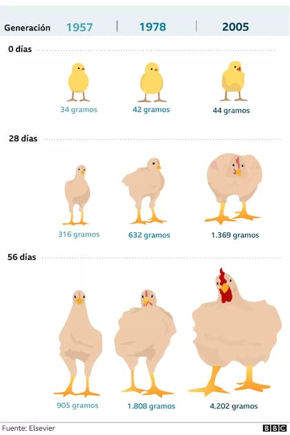 La tabla muestra los resultados de una investigación sobre el impacto de la selección genética en el tamaño del pollo de engorde. El estudio fue realizado por profesores de la Universidad de Alberta, Canadá y publicado por la revista Elsevier