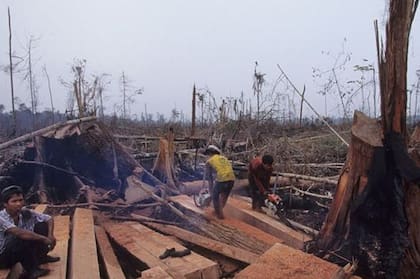 La tala y quema de bosques explica la situación.