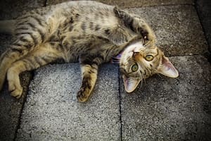 La tarea de eliminar el olor a orina de gato es uno de los principales desafíos a los que se enfrentan los dueños de estas mascotas