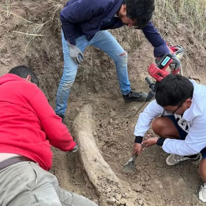 La tarea de excavación incluyó a partícipes de Mar del Plata y evidenció el deseo por entender qué especies habitaron la zona en el pasado