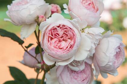 La tarea de podar un rosal se debe llevar a cabo cuando las plantas están terminando su reposo y las yemas están “hinchadas”.