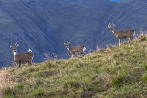Día del Animal: un viaje en imágenes por la fauna argentina