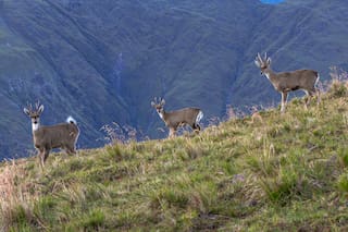 Día del Animal: un viaje en imágenes por la fauna argentina