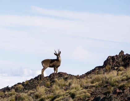 La taruca, una especie de ciervo declarado monumento natural, habita en las montañas