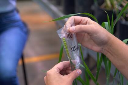 “La técnica consiste en retirar con pinzas las tres anteras de cada flor, en la máxima cantidad de espigas posibles”