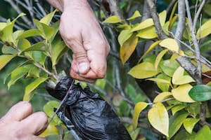 La técnica sencilla para multiplicar las plantas