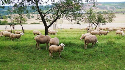 La técnica de eco pastoreo se utiliza en muchos lugares alrededor del mundo