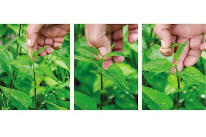 La técnica de pinzado es necesaria en algunas especies; al aplicarla, se favorece que las plantas se desarrollen de manera más compacta