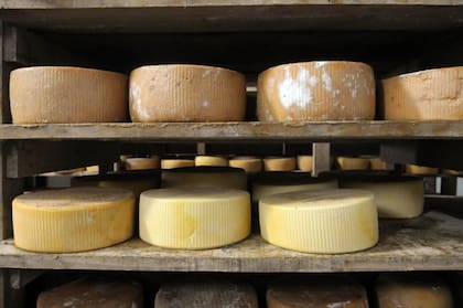 El INTI ensaya métodos para acelerar la maduración de quesos - LA NACION