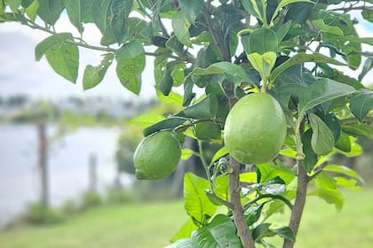 La técnica utilizada por jardineros para que los árboles den mejores frutos