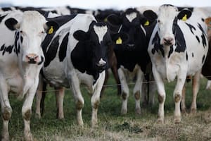 Aplican inteligencia artificial europea para detectar vacas lecheras rengas y resolver un problema