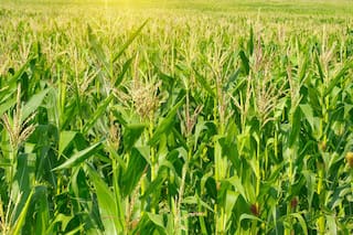 Proteínas, sexo y rock and roll en el lote