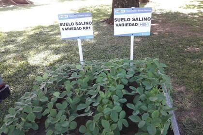 La tecnología HB4 en soja está aprobada y solo se espera una autorización de China