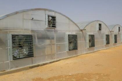 La tecnología japonesa permite la producción de tomate del desierto, como esta en Dubái