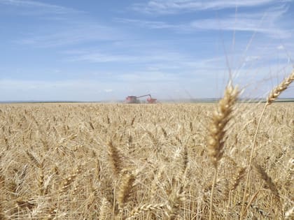 La tecnología permite hacer una trazabilidad de la producción de trigo
