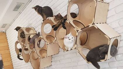 La temática del bar incluye juegos para los gatos
Foto: Serhii Oliinyk