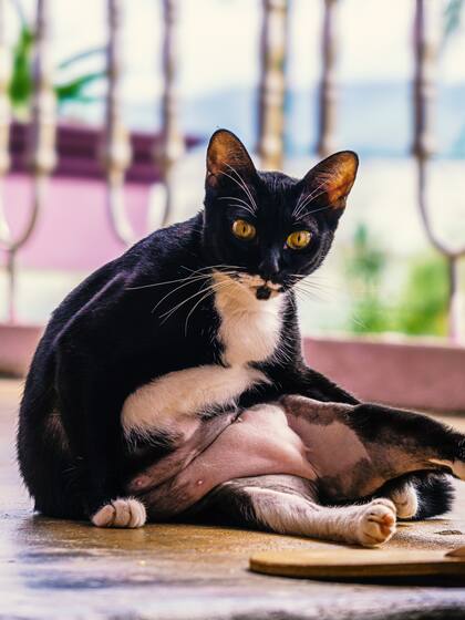 La temperatura ambiente ideal para un gato oscila entre los 20 y 26 grados