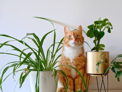 La temperatura corporal de las mascotas es clave. Foto: iStock.