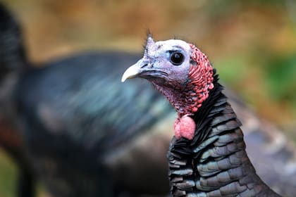 La temporada de caza de pavos silvestres está por comenzar en Texas